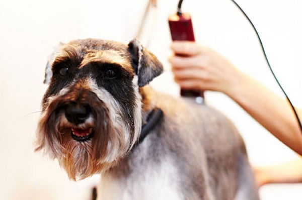  Dog grooming machine