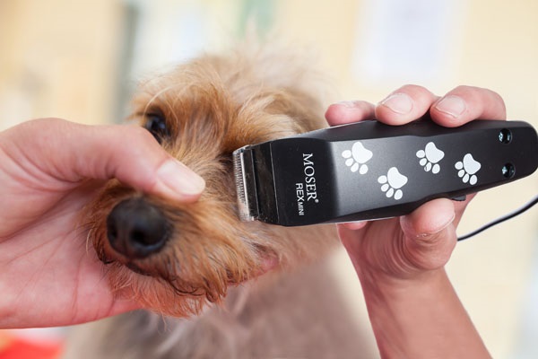  The machine Moser for a hairstyle of dogs