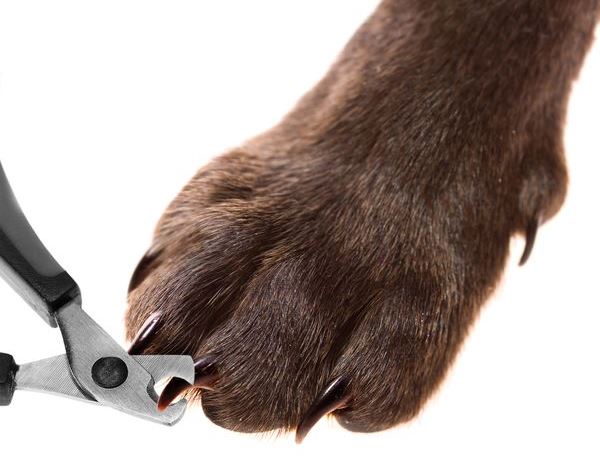  Guillotine for dogs